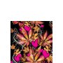 Prints Charming Buzzed 5 Inch Vibe Pink
